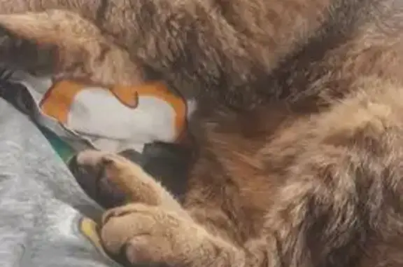 Потерянные животные Кинешма, фото: Пропал кот, улица Воеводы Боборыкина, 29, Кинешма - фиолетовый ошейник