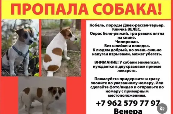 Пропал собака, Скотские вершины, Казань - кобель 5.5 лет, бело-рыжий окрас - photo