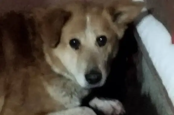 Пропала собака, поселок Рассвет микрорайон Южный, Тула - рыжая, одно ушко опущено - photo