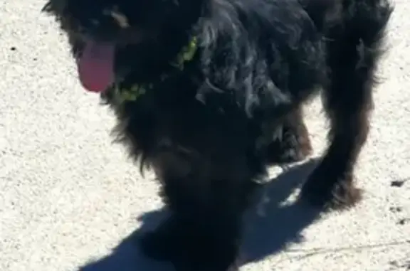 Пропал собака, Добровольский сельсовет, Новоорский поссовет - чёрный кучерявый - photo