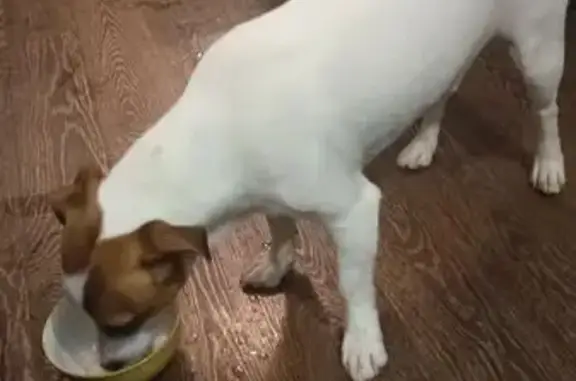 Найдена собака, Токсовское, фото: Найден собака, А-181, Токсовское городское поселение - Джек Рассел