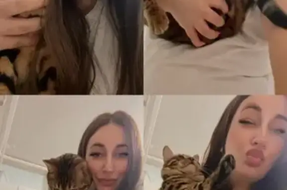 Пропал кот, Дорожная, Домодедово - бенгальский кот - photo