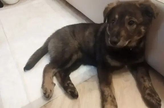 Найдена собака, Самара, фото: Найдена собака, улица Гагарина, 120, Самара - есть ошейник