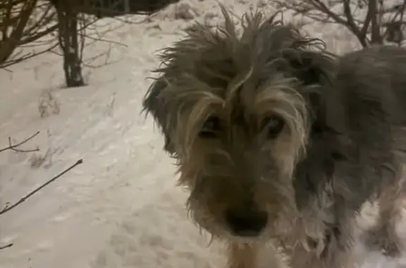 Найдена собака, Москва, фото: Найдена собака, женский пол, улица Большая Якиманка, 26, Москва