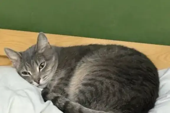 Пропала кошка, улица Гоголя, 202, Новосибирск - выбежал из подъезда утром - photo