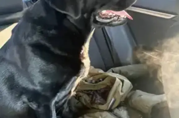 Найдена собака, Хабаровск, фото: Найден собака, улица Морозова Павла Леонтьевича, 138, Хабаровск - чёрный и дружелюбный