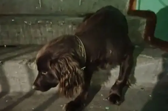 Найдена собака, Кола, фото: Найден собака, проспект Защитников Заполярья, Кола - спаниель тёмно-коричневого окраса