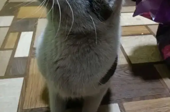 Объявления о пропавших и найденных животных, Минусинск, фото: Найден кот, Садовая улица, Минусинск - домашний, приучен к лотку