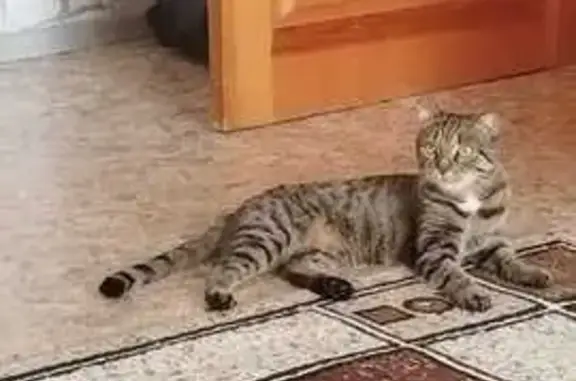 Пропала кошка, Больничный проезд, 10А, Оренбург - злюка, кусака - photo