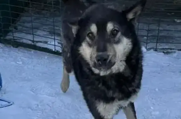 Найдена собака, Атамановка, фото: Найден собака, улица Матюгина, 176А, Атамановка - дружелюбный, умеет подавать лапу