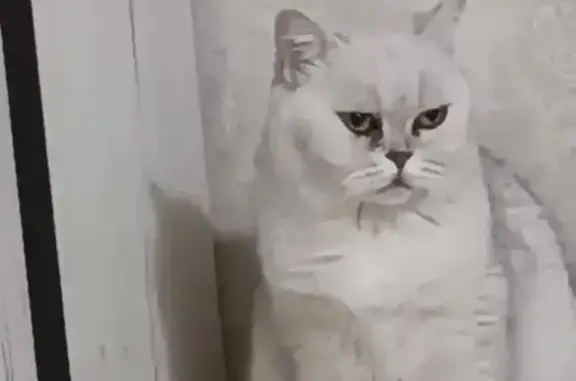 Кошки потеряшки, Благовещенск, фото: Потеряшка кошка, Новая улица, 42, Благовещенск - британец, окрас шиншилла