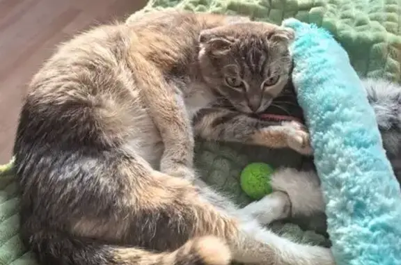 Объявления о пропавших и найденных животных, Абакан, фото: Найдена кошка, улица Кати Перекрещенко, Абакан - вислоухая, трехцветная