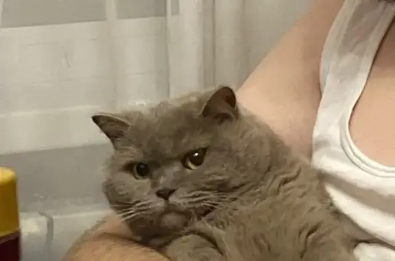 Пропал кот, Пушкинская улица, 33, Ростов-на-Дону - ленивый и редко мяукает - photo