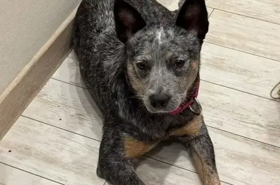 Собаки потеряшки, Белгород, фото: Потеряшка собака, Белгородский проспект, Белгород - серая, без ошейника