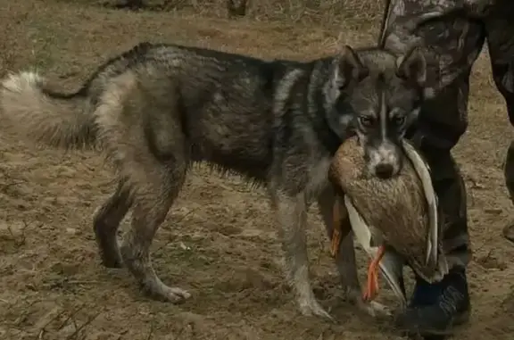Пропал собака, мужской, Красноармейская улица, Юца - не любит кошек - photo