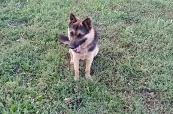 Пропал собака, Топтыково, Чаплыгин - бельмо на левом глазу - photo