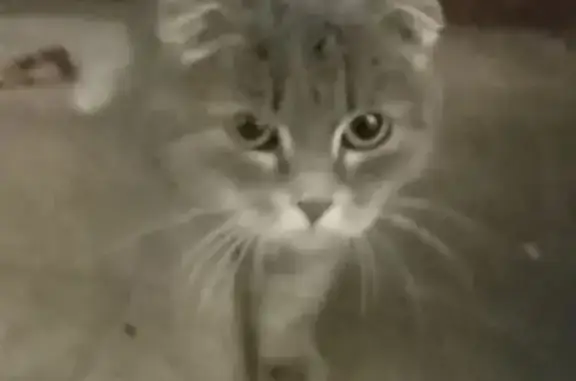 Объявления о пропавших и найденных животных, Абакан, фото: Найдена кошка, улица Некрасова, Абакан - дымчатый окрас