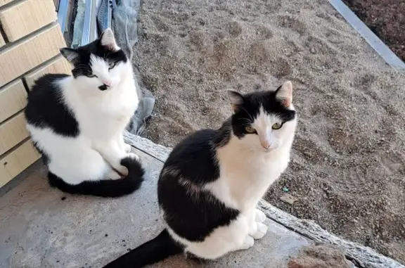 Пропала кошка, Цветочная улица, 2, Лобань - чёрно-белая, гладкошёрстная - photo