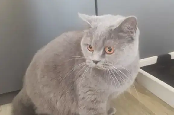 Найдена кошка, Хабаровск, фото: Найдена кошка, Краснореченская улица, 44, Хабаровск - похожа на британскую