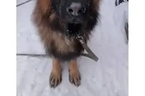 Пропала собака, улица 40-летия Победы, Пермь - немецкая овчарка длинношерстная - photo