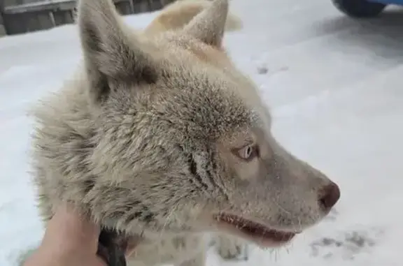 Объявления о пропавших и найденных животных, Абакан, фото: Найден собака, мужской, улица Мира, Абакан - светлый окрас, разноцветные глаза