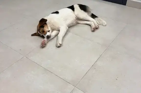 Найдена собака, Калуга, фото: Найдена собака, Счастливая улица, 9А, Калуга - белая с чёрными пятнами