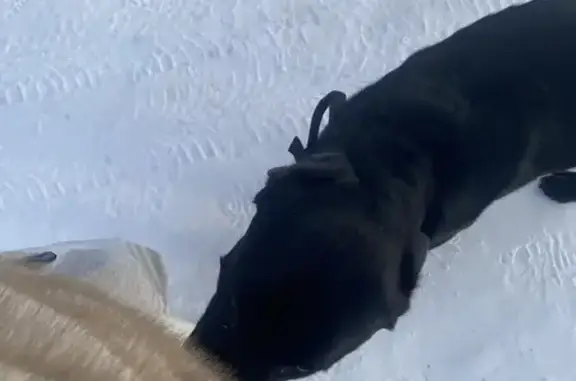 Найден собака, мужской, улица Мичурина, 14, Томск - чёрный кабель с ошейником - photo