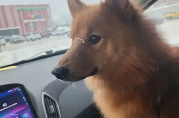 Пропал собака, рыжая, Подольск - photo