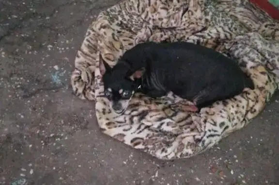 Найдена собака, Кемерово, фото: Найден собака, улица Сибиряков-Гвардейцев, 19/1, Кемерово - чёрный той-терьер