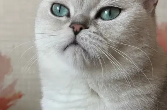 Кошки потеряшки, Пермь, фото: Потеряшка кот, улица Академика Курчатова, 9, Пермь - белый с сероватой спинкой