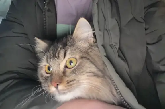 Найдена кошка, улица Гагарина, 149, Кемерово - сибирский кот, пушистый - photo