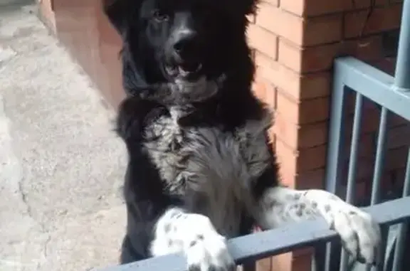 Пропала собака, Крайняя улица, 36, Ростов-на-Дону - черный окрас с белой грудью - photo