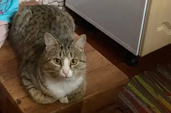 Пропал кот, улица Красная Площадь, Оренбург - ушел из дома 10 дней назад - photo