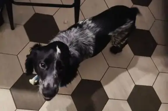 Найденные животные Узловая, фото: Найдена собака, улица Беклемищева, Узловая - чёрный окрас с белыми пятнами