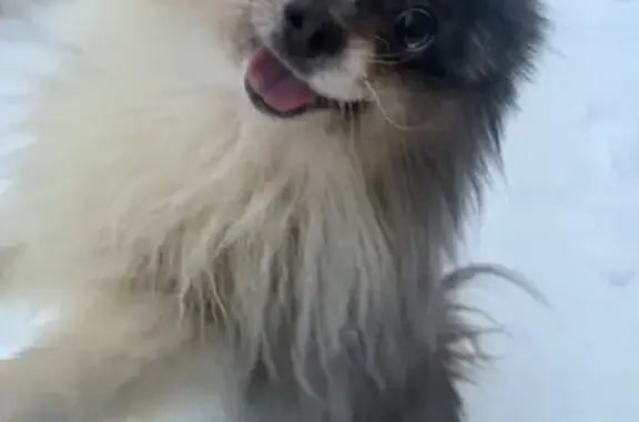 Найдена собака, Киров, фото: Найден собака, мужской, улица Слобода Широковская, 28А, Киров