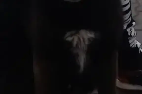 Пропала собака, Катынь, Смоленская область - черный с белой грудкой - photo