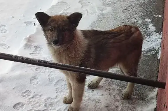 Найдена собака, улица Маяковского, 85, Омск - сидит около 3 подъезда - photo