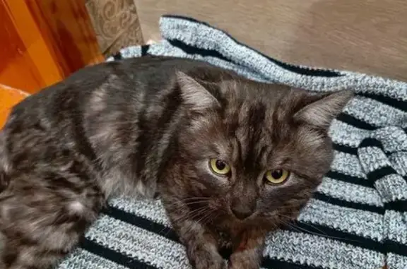 Найдена кошка, Воронеж, фото: Найдена кошка, Волжская улица, 13, Воронеж - добрая и ухоженная