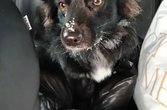 Найдена собака, Бутовка, фото: Найдена собака, Центральная улица, 35А, сельское поселение Деревня Совьяки, Бутовка - черный с белой грудкой