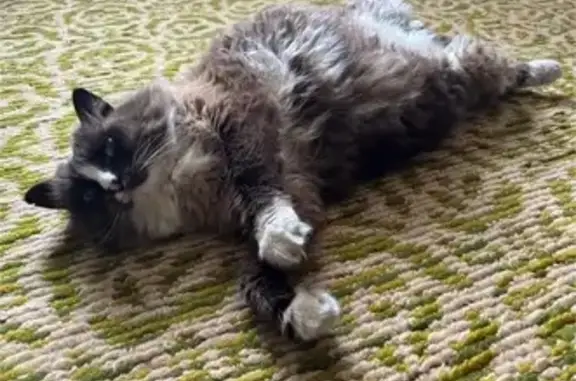 Пропал кот, Октябрьская улица, Кунгур - пушистый бежевого цвета - photo