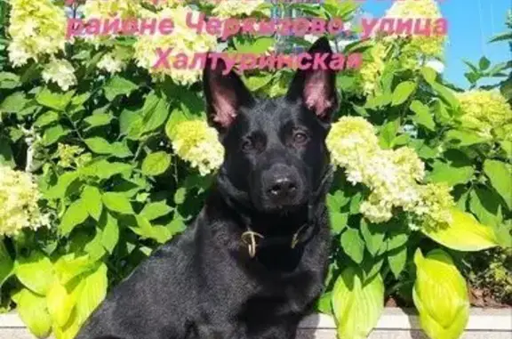 Пропала собака, Окружной проезд, Москва - чёрная немецкая овчарка - photo