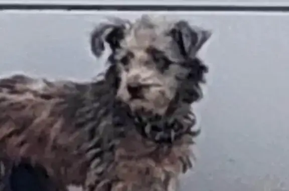 Найдена собака, Краснодар, фото: Найдена кошка, улица Бабушкина, Краснодар - серая полосатая, очень истощена