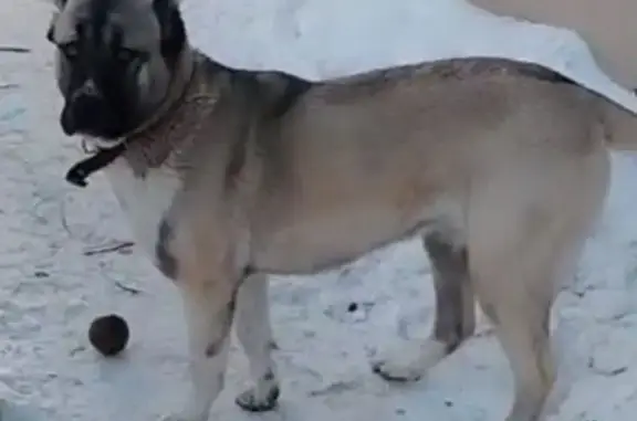 Пропала собака, Республиканская улица, 17/1, Хабаровск - серый алабай - photo