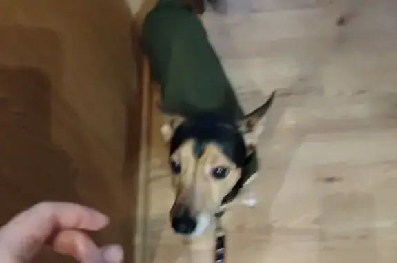 Найдена собака, Новосибирск, фото: Найден собака, мужской, улица Авиастроителей, Новосибирск