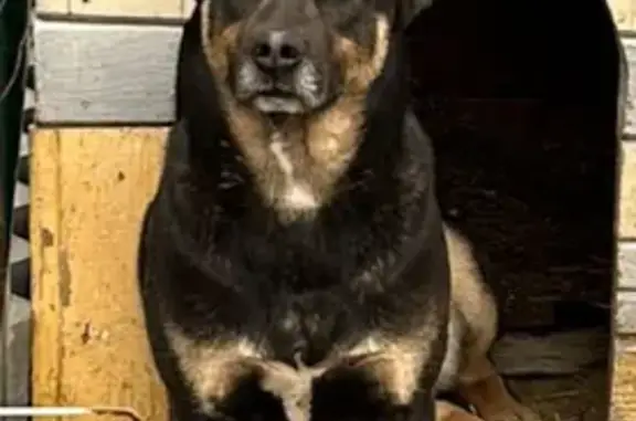 Пропала собака, Куприно, Боровск - с разными глазами - photo