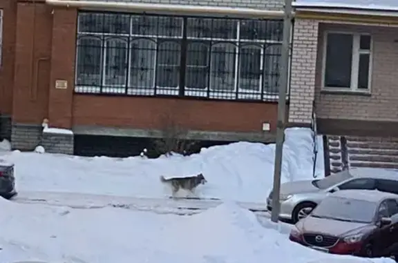 Найдена собака, Владимир, фото: Найдена собака, улица Батурина, 37Б, Владимир - хаски с тёмным ошейником