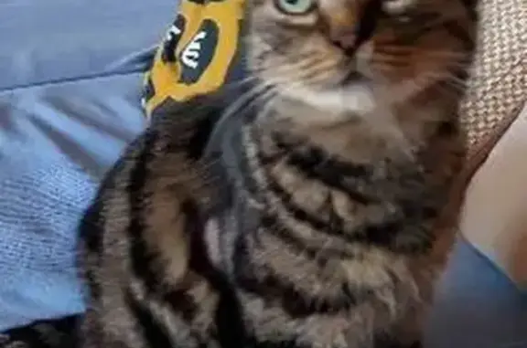 Найдена кошка, Краснодар, фото: Найдена кошка, улица Бабушкина, Краснодар - полосатая, истощена