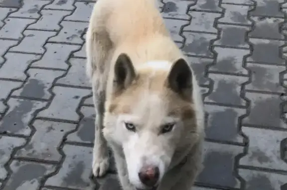 Пропал хаски, мужской, Волгоград - рыжий с белым - photo