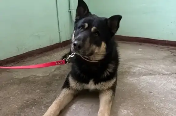 Найденные животные Нижний Новгород, фото: Найден собака, улица Сергея Акимова, 35, Нижний Новгород