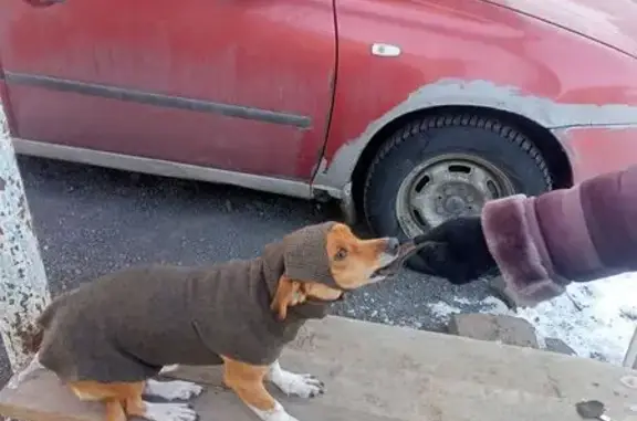 Объявления о пропавших и найденных животных, Новошахтинск, фото: Пропал собака, мужской, Культурная улица, Новошахтинск - коричневый с белыми лапками